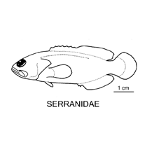 Line drawing of Serranidae